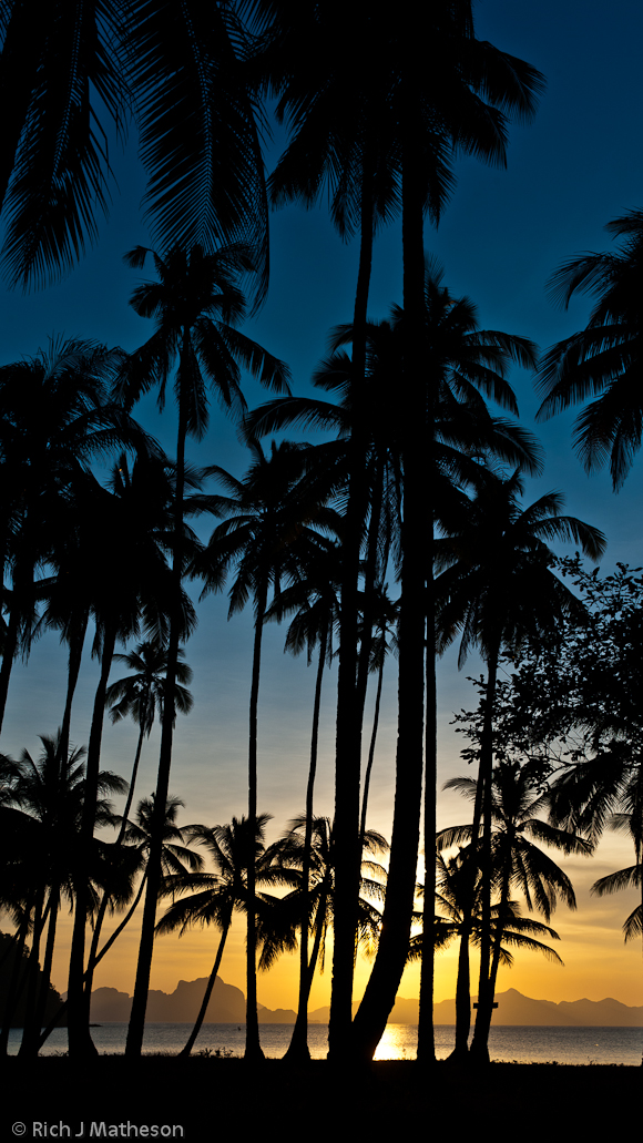 Coconut Palm Trees, Coron, Palawan Island, Philippines