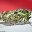 Cicada –蟬