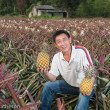 Pineapple Farming in Taiwan